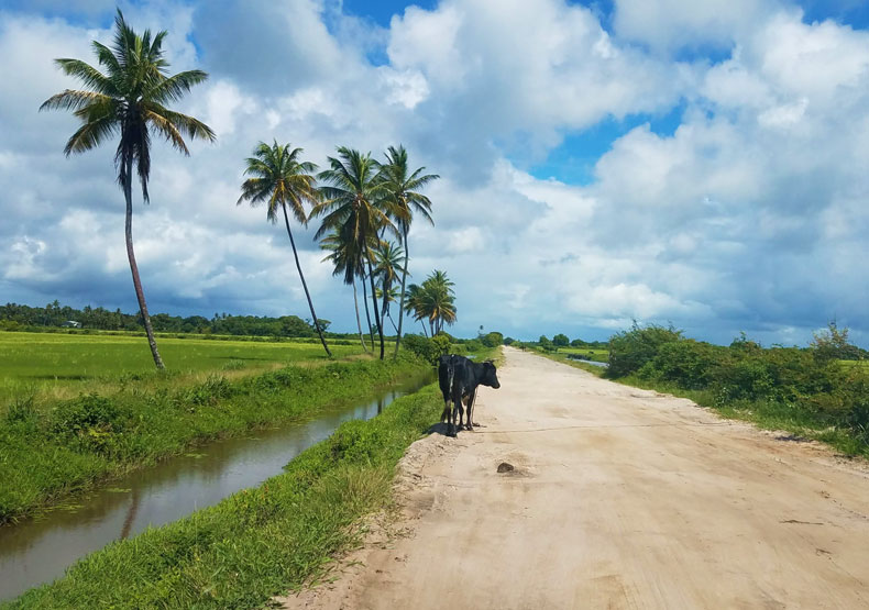 Local color: cow in road